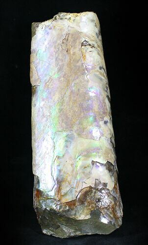 Baculites Section (Purple/Green Iridescence) - South Dakota #22811